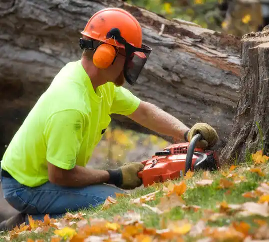 tree services Fitchburg